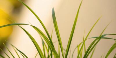 A close up of some grass in front of a wall photo