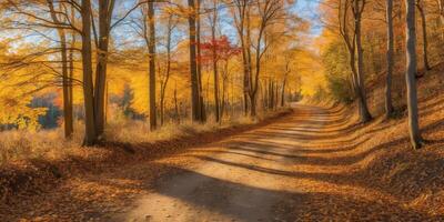 Autumn road in the forest with trees and leaves photo