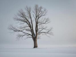 A lone tree stands in the middle of a snowy field photo