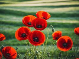 Red poppies in a field photo