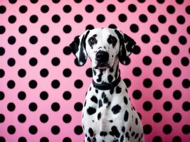 A dalmatian dog is sitting in front of a pink polka dot background photo
