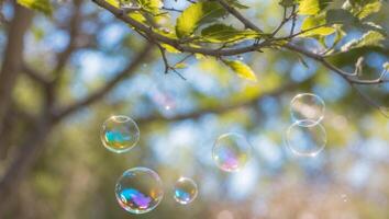 Soap bubbles floating in the air on a tree branch photo