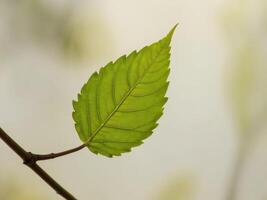 A single green leaf is shown on a branch photo