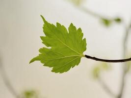 A single leaf on a branch with a white background photo