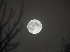 A full moon is seen through the trees photo