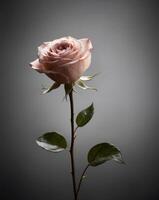 A single rose is shown against a dark background photo