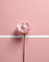 Lotus flower on pink background with white border photo