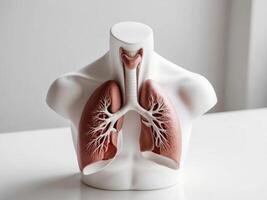 A model of a human torso with lungs on it photo