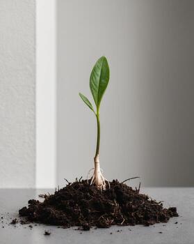 A young plant sprouting from the ground photo