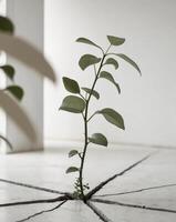 A plant growing out of a crack in a concrete floor photo