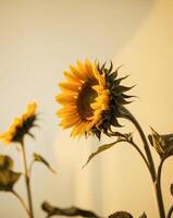 Two sunflowers are shown in front of a yellow background photo