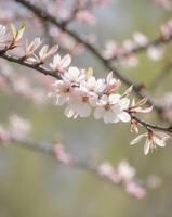 A branch of a cherry tree with white flowers photo