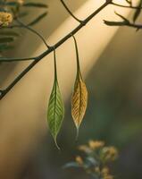 Two leaves hanging from a branch with sunlight shining through photo