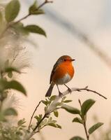 A small red bird is sitting on a branch photo