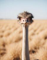 A close up of an ostrich looking at the camera photo