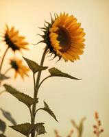Sunflower with yellow petals in the sunset photo