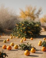 Orange trees in the desert photo