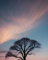 A lone tree in the middle of a field photo