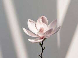 A single pink flower is shown in front of a white wall photo