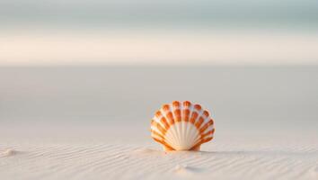 A single shell on the beach with a blurry background photo