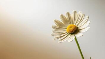 A single white daisy is shown in front of a gray background photo