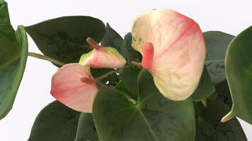 anthurium tree with white background photo