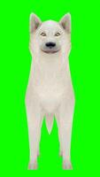 white wolf with green background photo