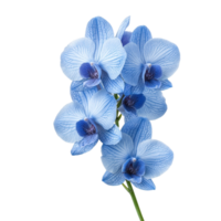 Elegant Blue Orchid Blooms on Isolated Background png