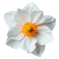Elegant White Flower with Vibrant Yellow Center png