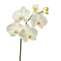 Elegant White Orchid Blooms for Tranquil Spaces png