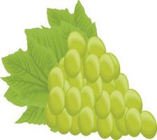 Fresh Grape Illustration vector