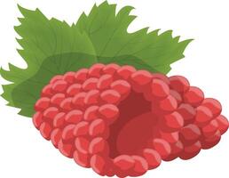 Fresh Raspberry Icon vector