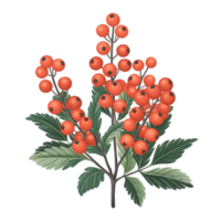 A branch of rowan berries with leaves png