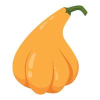 Decorative autumn squash pumpkin isolated on white background. Fall harvest gourds. Element for autumn decorative design, thanksgiving invitation vector