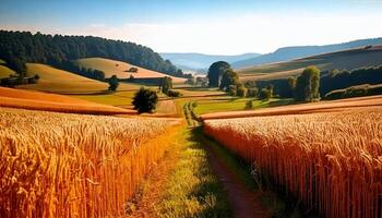 Rural landscape with a path through a golden field framed by wheat and mountains. Landscape of a field of grain covered by blue sky and minor clouds at golden hour sunset. photo