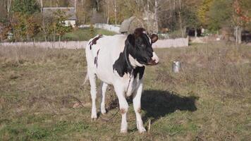 A young Holstein cow stands proudly in a beautiful scenic pasture that is surrounded by trees during the fall season video