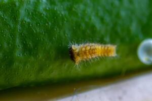 A small yellow larva of butterfly on the leaf daytime super closeup photo