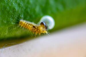 A small yellow larva of butterfly on the leaf daytime super closeup photo