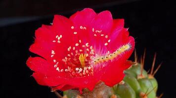 Caterpillar of the American white butterfly Hyphantria cunea crawls on a red cactus flower video
