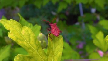 Herbivorous bug on mallow in the garden, garden pest video