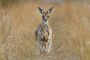 Kangaroo carrying joey in pouch walking through grassland photo