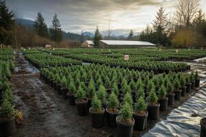Rows of potted conifer trees growing in outdoor nursery photo