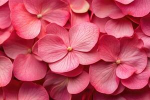 Pink hydrangea flowers creating stunning floral background photo