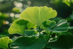 Ginkgo biloba leaves growing in sunlight, creating a serene natural background photo