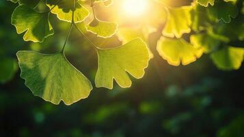 Ginkgo biloba leaves glowing in sunset light, creating a serene natural background photo