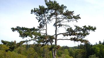 Lone Pine Tree Stands Tall in Beautiful, Serene and Peaceful Landscape Setting. Majestic and towering pine tree stands tall in midst of serene and tranquil, beautiful natural setting. photo
