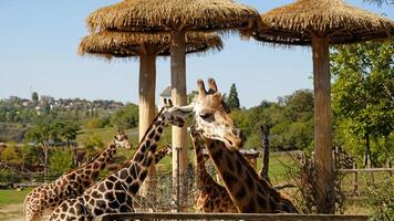 Giraffe eats tree branches. Portrait of giraffe's face looking at the camera, front view. Giraffe - Giraffa camelopardalis - is African even-toed ungulate mammal, the tallest and the largest ruminant. photo