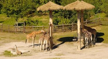 Giraffe eats tree branches. Giraffe - Giraffa camelopardalis - is African even-toed ungulate mammal, the tallest and the largest ruminant. Prague Zoo. photo