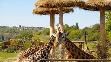 Giraffe eats tree branches. Portrait of giraffe's face looking at the camera, front view. photo