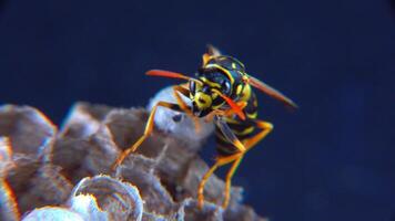 The European paper wasp Polistes dominula, wasp guarding larvae on her little paper nest video